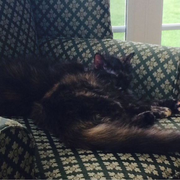 This is my Abigail, Lexi and Crikit - Picture 4 of 13